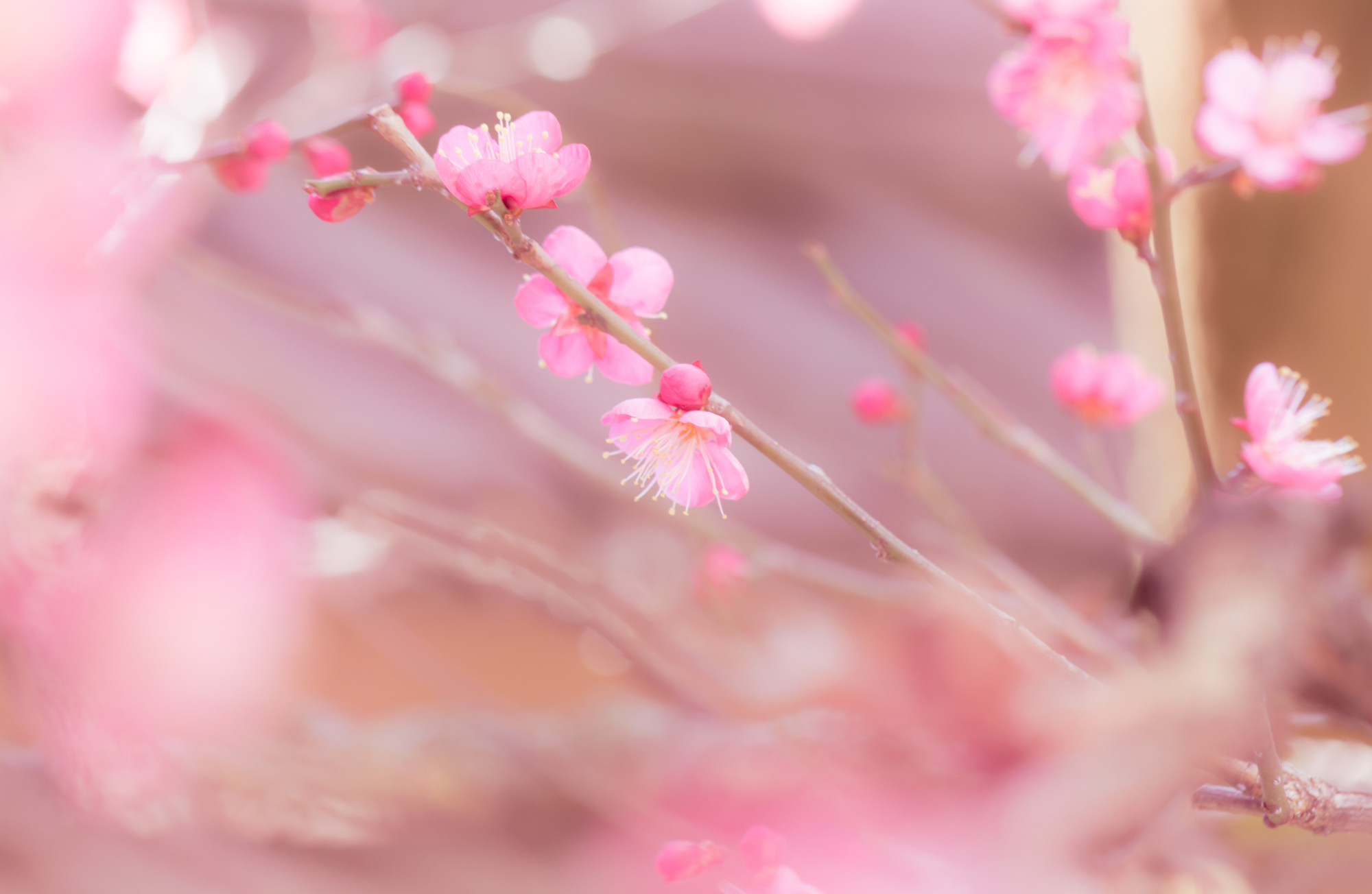 梅花易logo1.1
